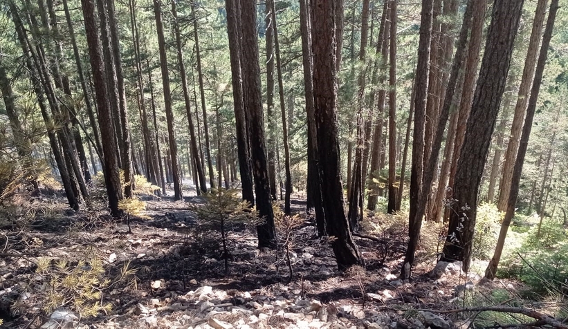 Orman yangını 25 dönüm alanda etkili oldu