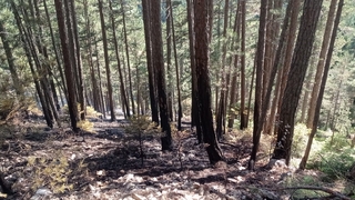 Orman yangını 25 dönüm alanda etkili oldu