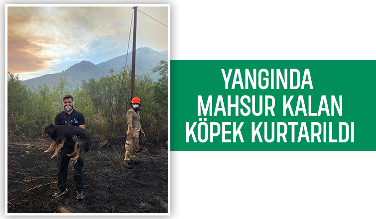 Orman yangınında mahsur kalan köpek kurtarıldı