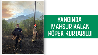 Orman yangınında mahsur kalan köpek kurtarıldı