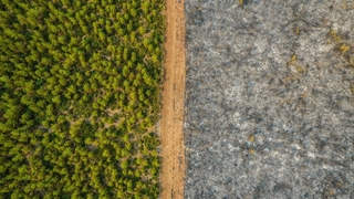 Orman yangınlarında hayat koridorunun önemi