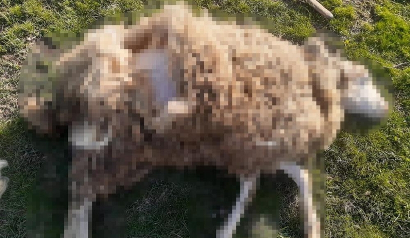 Ormana terk edilen köpekler koyunu telef etti