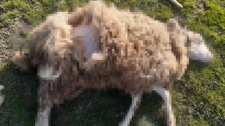 Ormana terk edilen köpekler koyunu telef etti