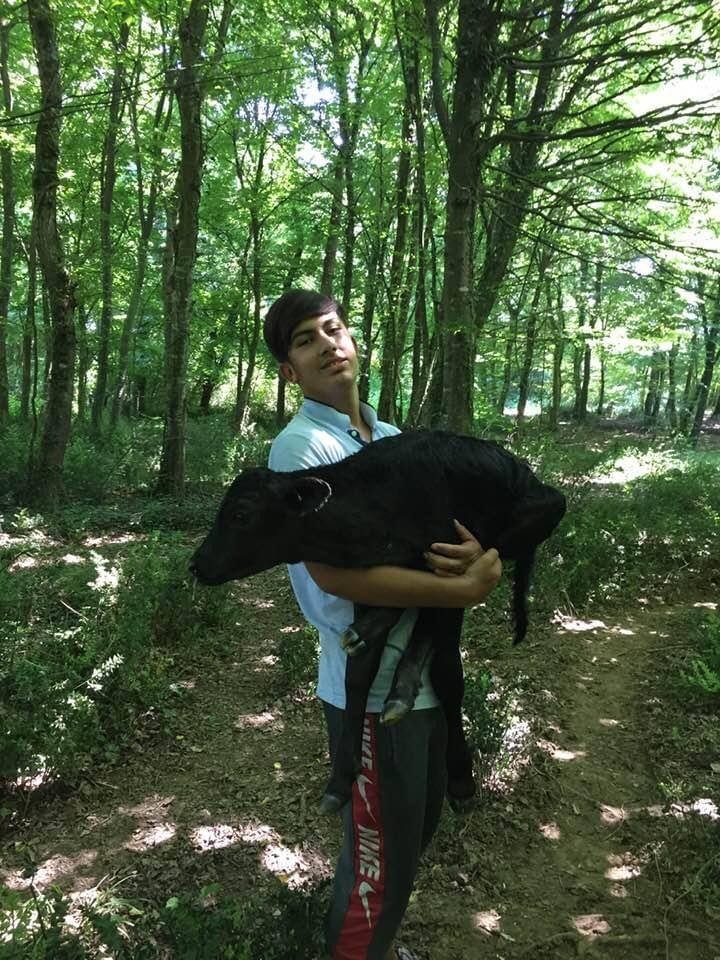 Ormanda doğan buzağıyı kucağında ahıra taşıdı