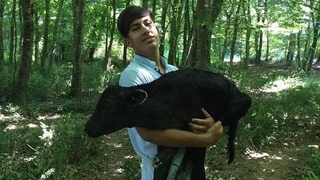 Ormanda doğan buzağıyı kucağında ahıra taşıdı