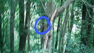 Ormanda karşısına ayı çıktı