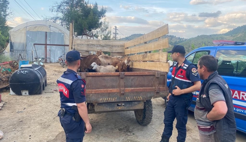 Ormanda kaybolan 11 küçükbaşı jandarma buldu