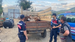 Ormanda kaybolan 11 küçükbaşı jandarma buldu