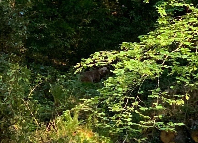 Ormanda önüne ayı çıktı