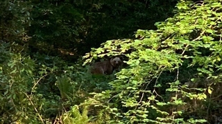 Ormanda önüne ayı çıktı