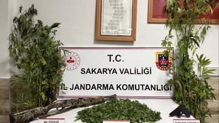 Ormanda yetiştirdiği kenevirleri hasat ederken yakalandı