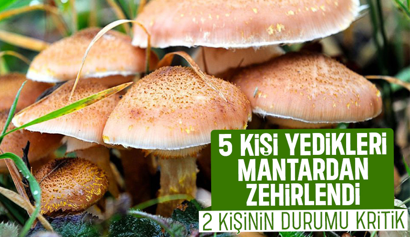 Ormandan topladıkları mantardan yiyen 5 kişi zehirlendi
