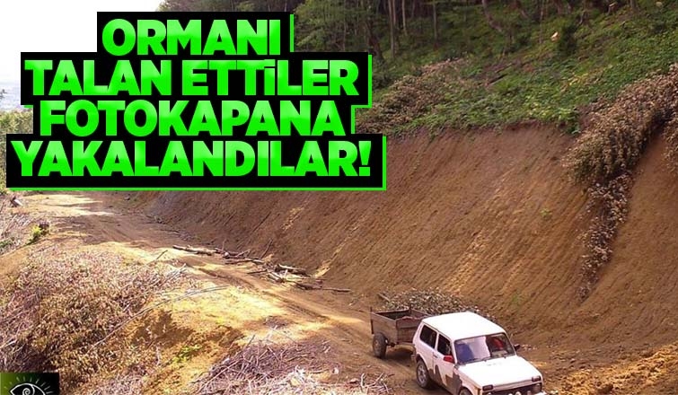 Ormandan toprak ve odun çalan şüpheliler fotokapana takıldı