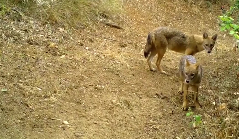 Ormanlarda ki yaşam foto kapanlarla izleniyor