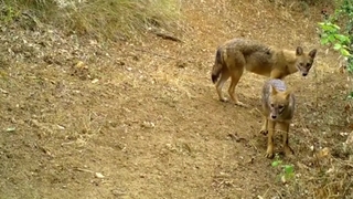 Ormanlarda ki yaşam foto kapanlarla izleniyor