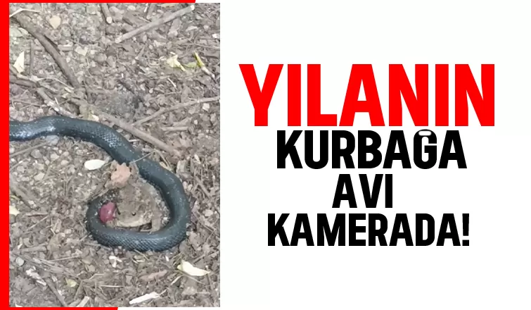 Ormanlık alanda yılanın kurbağa avı görüntülendi