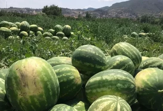 Osmaneli karpuzu haftaya tezgaharda