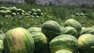 Osmaneli karpuzu haftaya tezgaharda