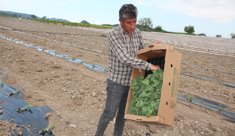 Osmaneli Karpuzu'nun fideleri toprakla buluşuyor