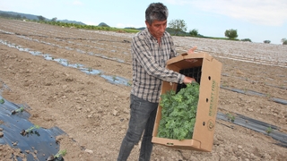 Osmaneli Karpuzu'nun fideleri toprakla buluşuyor