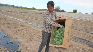 Osmaneli Karpuzu'nun fideleri toprakla buluşuyor