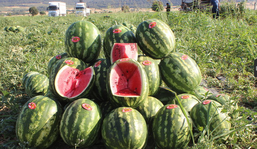 Osmaneli karpuzunun hasadı başladı