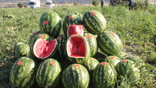 Osmaneli karpuzunun hasadı başladı