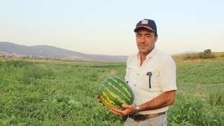Osmaneli'nde 28 bin ton karpuz hasadı bekleniyor