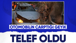 Otomobil geyiğe çarptı