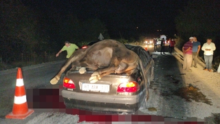 Otomobil sürüye daldı