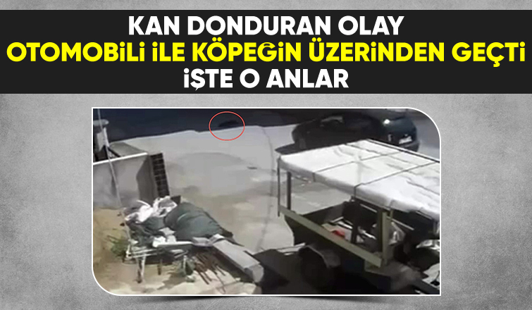 Otomobili ile köpeğin üzerinden böyle geçti