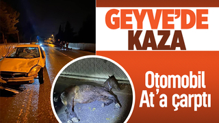  Otomobilin çarptığı at yaralandı