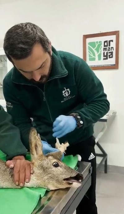 Otomobilin çarptığı karaca sağlığına kavuştu