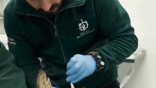 Otomobilin çarptığı karaca sağlığına kavuştu