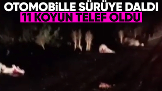 Otomobilin daldığı sürüdeki 11 koyun telef oldu