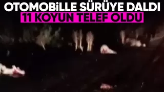 Otomobilin daldığı sürüdeki 11 koyun telef oldu