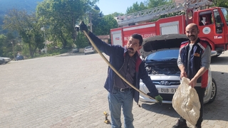 Otomobilin motoruna dev yılan girdi!