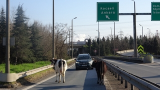 Otoyola giren büyükbaşlar ortalığı birbirine kattı
