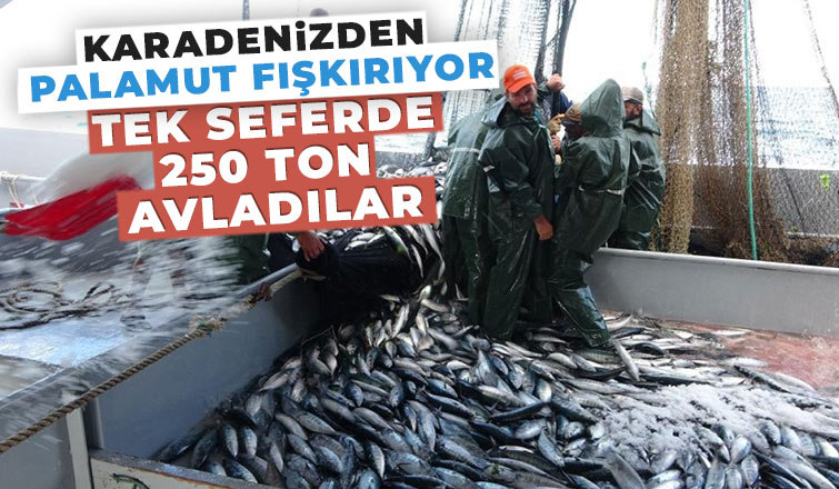 Palamut, balıkçıların yüzünü güldürdü