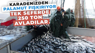 Palamut, balıkçıların yüzünü güldürdü