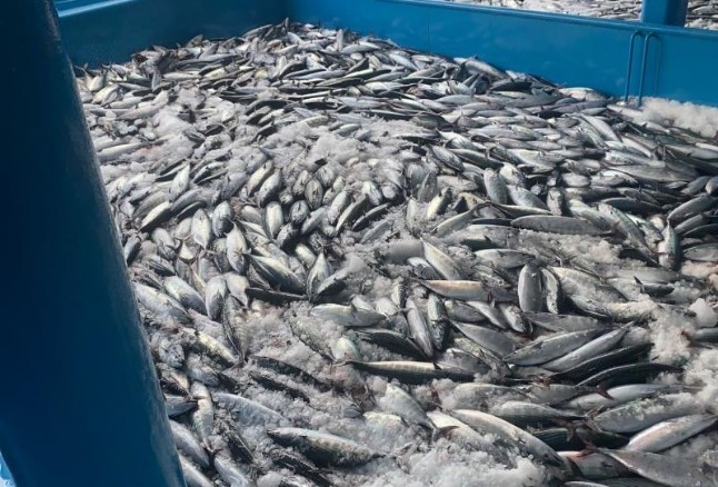 Palamut fışkırdı, 10 bin kasa palamut yakaladılar