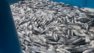 Palamut fışkırdı, 10 bin kasa palamut yakaladılar