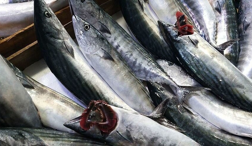 Palamut nesli tehlikede