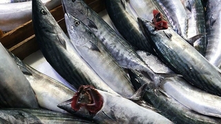 Palamut nesli tehlikede