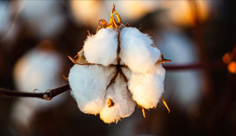 Pamuk fiyatları, 11 yılın zirvesinde