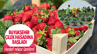 Pamukova'da çilek hasadı başladı