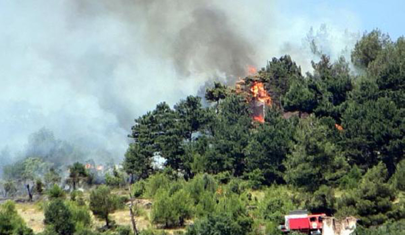 Pamukova'da orman yangını