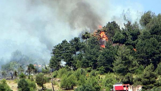 Pamukova'da orman yangını