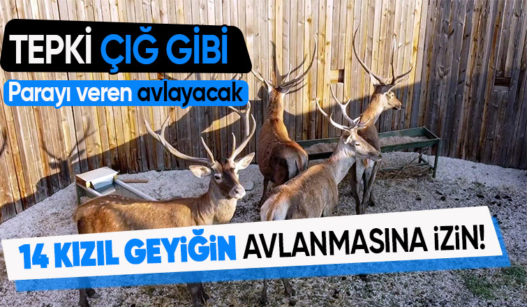 Para veren kızıl geyikleri avlayacak: Vatandaşlar öfkeli