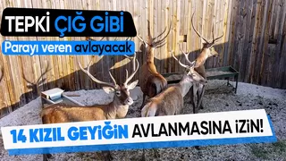 Para veren kızıl geyikleri avlayacak: Vatandaşlar öfkeli